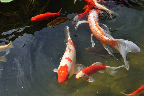 Koi carps in pond — Stock Photo, Image