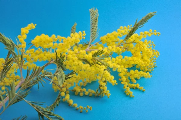 Fiori di Mimosa — Foto Stock