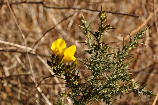 Gorse. — Foto de Stock