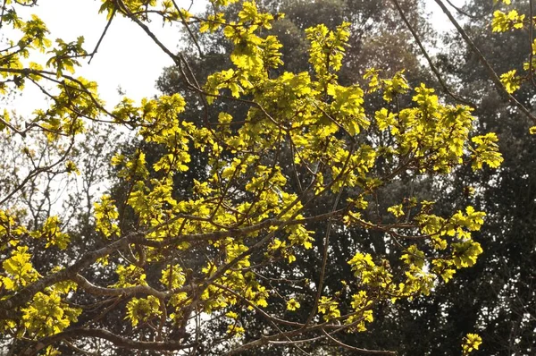 Árbol en primavera — Foto de Stock