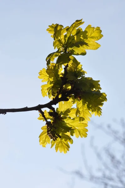 Albero in primavera — Foto Stock