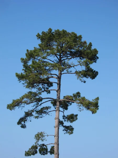 Pine trees — Stock Photo, Image