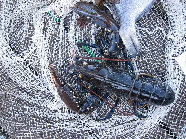 Breton lobster — Stok Foto