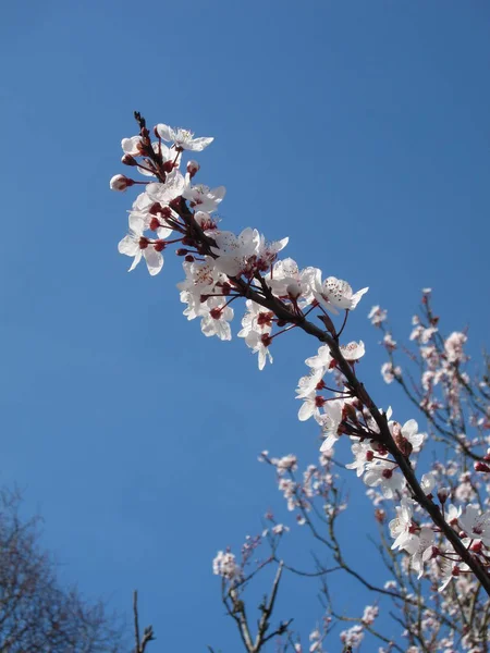 Prunus em flor em um céu azul . — Fotografia de Stock