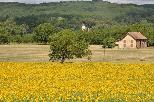 Campo de flor de sol — Fotografia de Stock