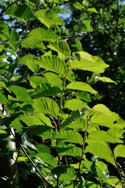 Albero in estate — Foto Stock