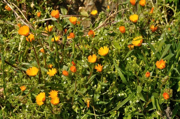 Vilda ringblomma — Stockfoto