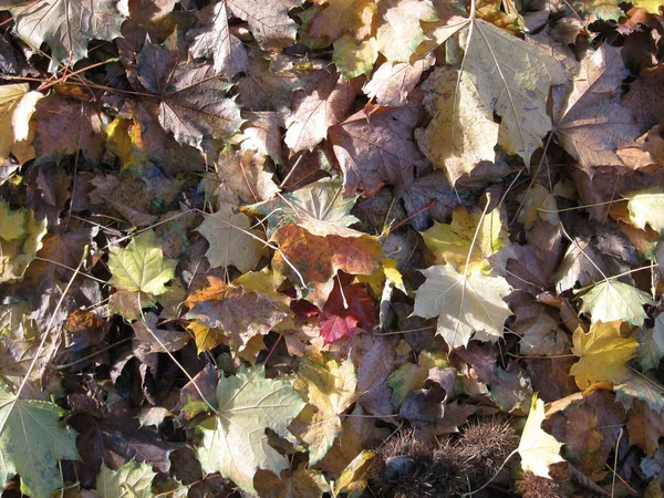 Dode bladeren liggen op de grond — Stockfoto