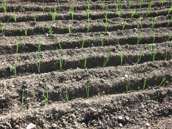 Cipolle in un giardino — Foto Stock