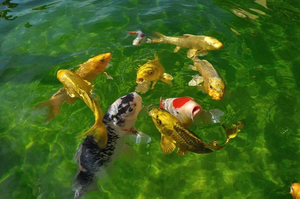 Koi-Karpfen im Teich — Stockfoto