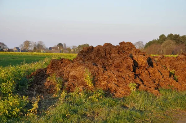 Kogödsel i ett fält — Stockfoto