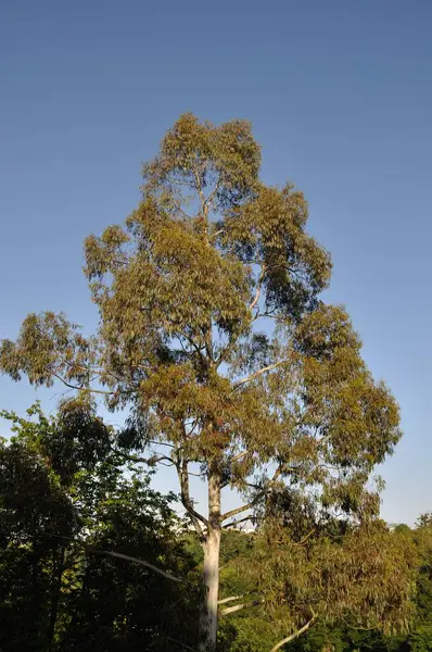 Eukalyptus — Stockfoto