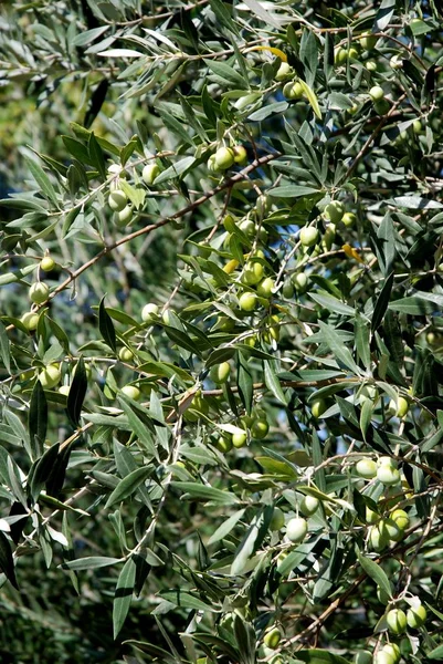 프로방스의 올리브 나무 — 스톡 사진