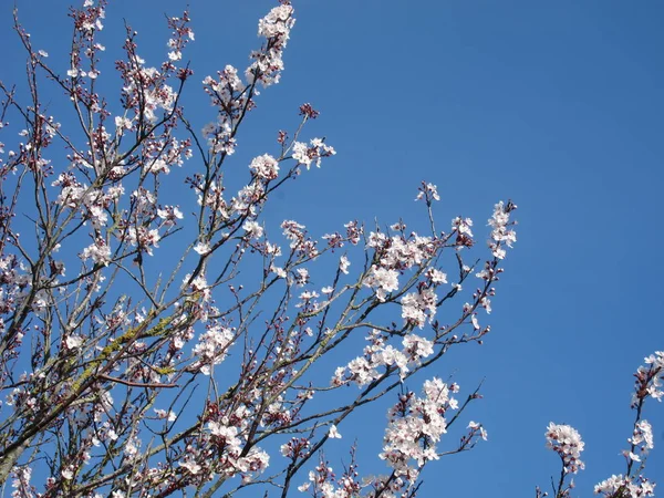 Prunus i blom i en blå himmel. — Stockfoto