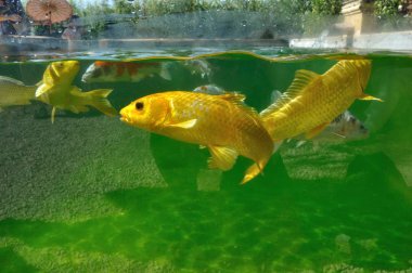Koi sazanları gölde