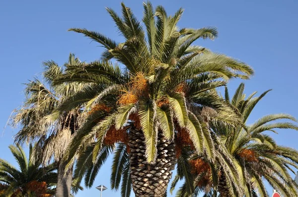 Date palm — Stock Photo, Image