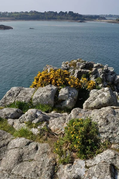 La costa de Bretaña en Loguivy —  Fotos de Stock