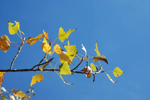 Arbre aux couleurs automnales — Photo