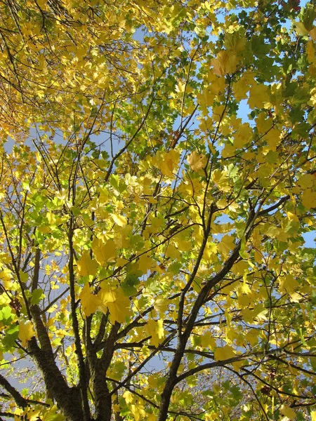 가을 색깔의 나무 — 스톡 사진
