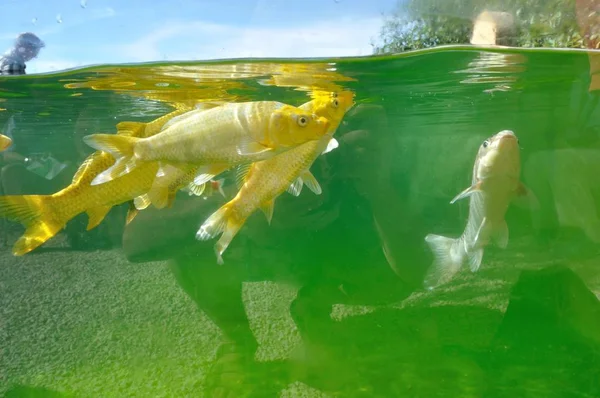 연못에 있는 코이 잉어 — 스톡 사진