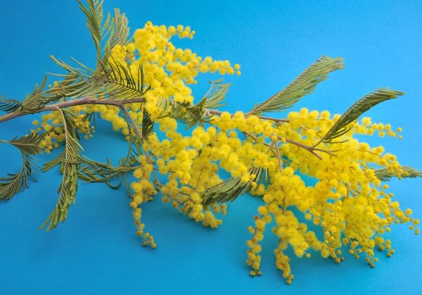 Fiori di Mimosa — Foto Stock