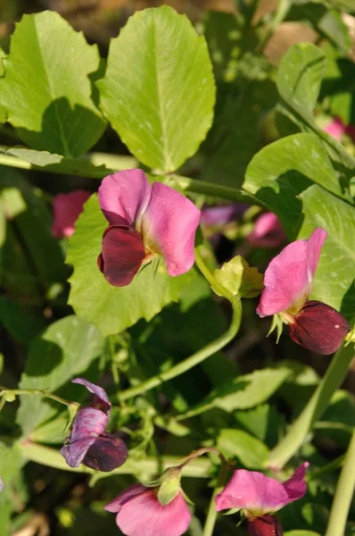 庭のエンドウ豆の花 — ストック写真