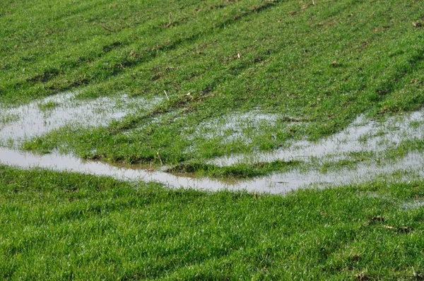 Översvämmade fält på vintern — Stockfoto