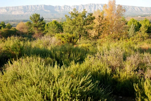 La montagne Sainte Victoire vue de Trets en Provence — Photo