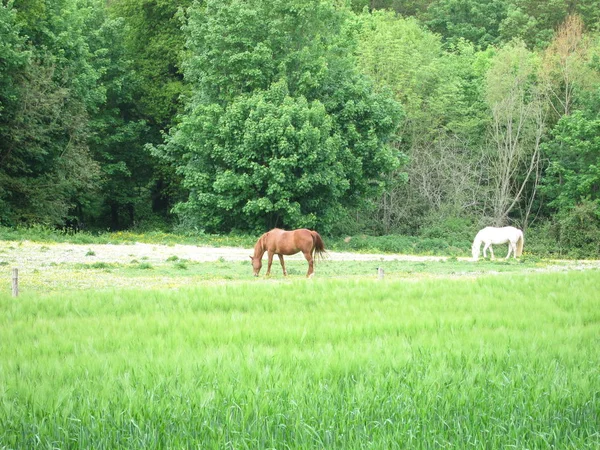 Dos caballos. —  Fotos de Stock