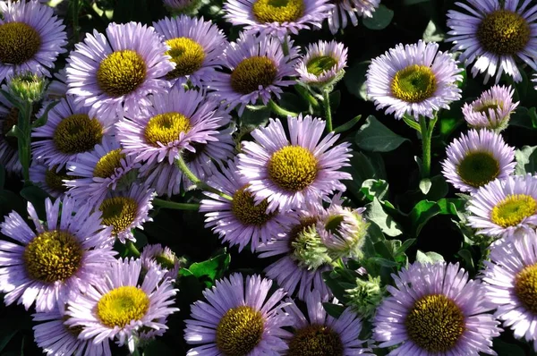 Fleabane i en trädgård i Bretagne — Stockfoto