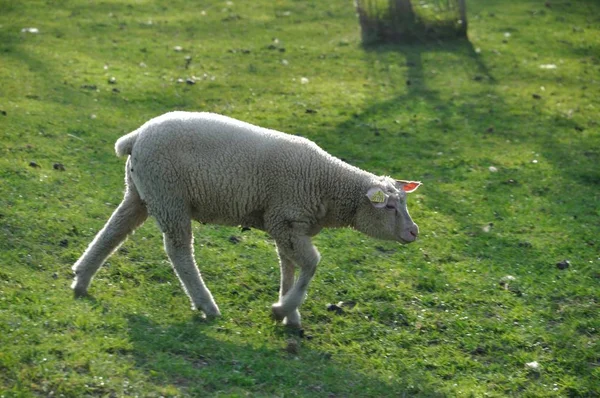 Pastwiskie owce w Normandii — Zdjęcie stockowe