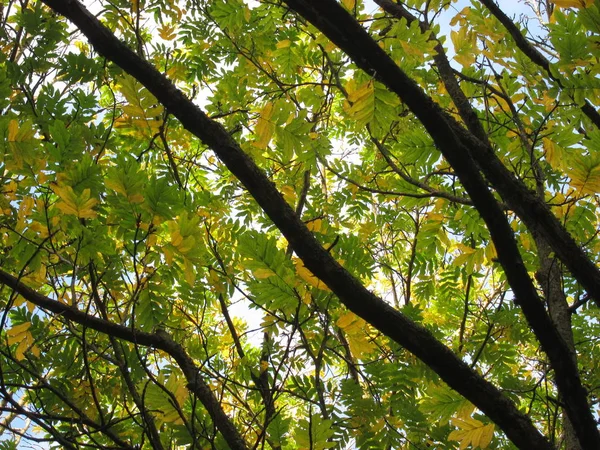 Őszi színű fa — Stock Fotó