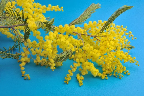 Flores de Mimosa — Foto de Stock