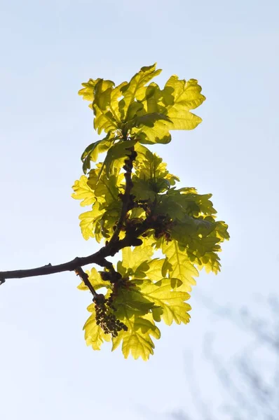 Albero in primavera su cielo blu — Foto Stock