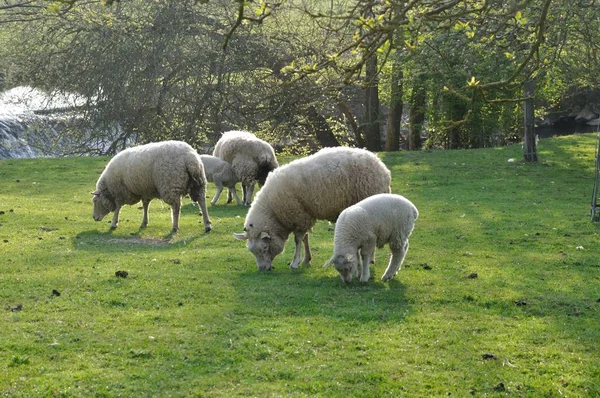 Schafe weiden — Stockfoto