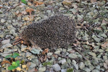 Kirpi yolda bir Bahçe