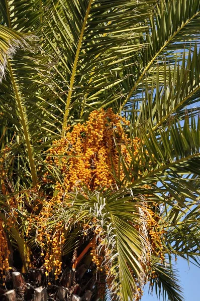 Date palm — Stock Photo, Image