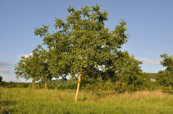 Trees in fields — Stock Photo, Image