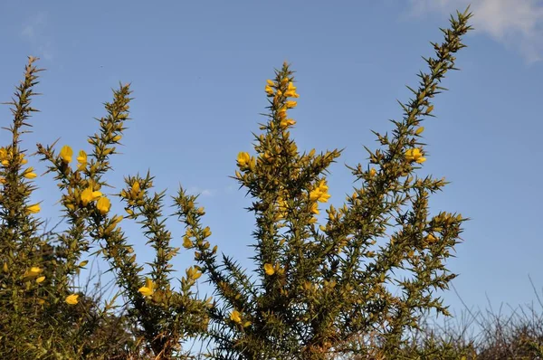 Gorse en Bretagne — Photo