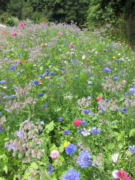 Campo de flores en Bretaña — Foto de Stock