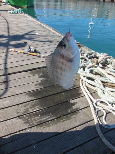 Hammasahvenen kalastus ponttoneilla — kuvapankkivalokuva