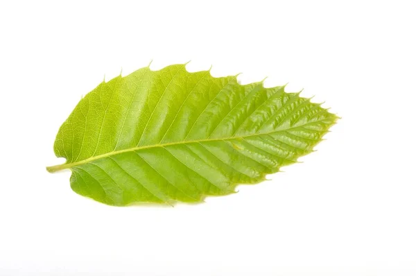 Hoja Castaño Sobre Fondo Blanco — Foto de Stock