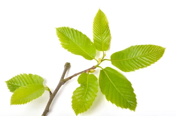 Kastanjeblad Witte Achtergrond — Stockfoto