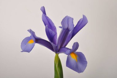 Beyaz arkaplanda kılıçtaki yaprak zambağı