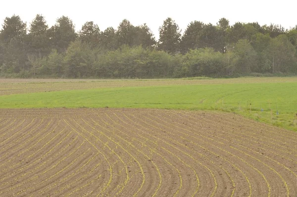 ブルターニュのトウモロコシ畑 — ストック写真