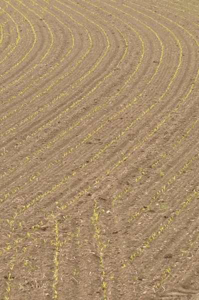 Кукурудзяне Поле Бретані — стокове фото