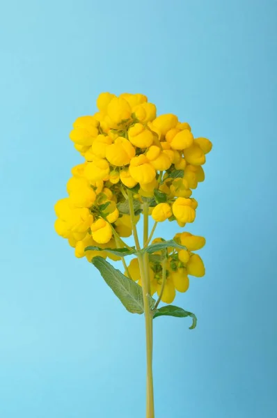 Calceolaria Integrifolia Fondo Blu — Foto Stock