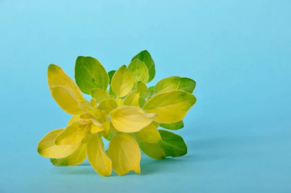 Goldener Oregano Auf Blauem Hintergrund — Stockfoto