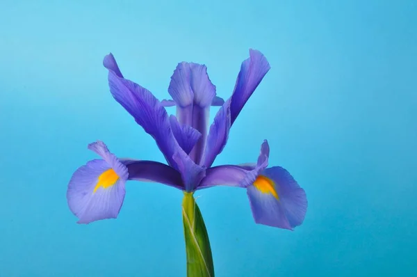 Blad Iris Zwaard Een Blauwe Achtergrond — Stockfoto