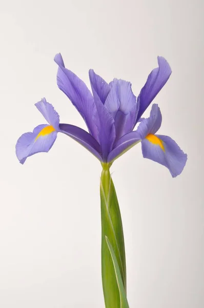 Blad Iris Zwaard Een Witte Achtergrond — Stockfoto